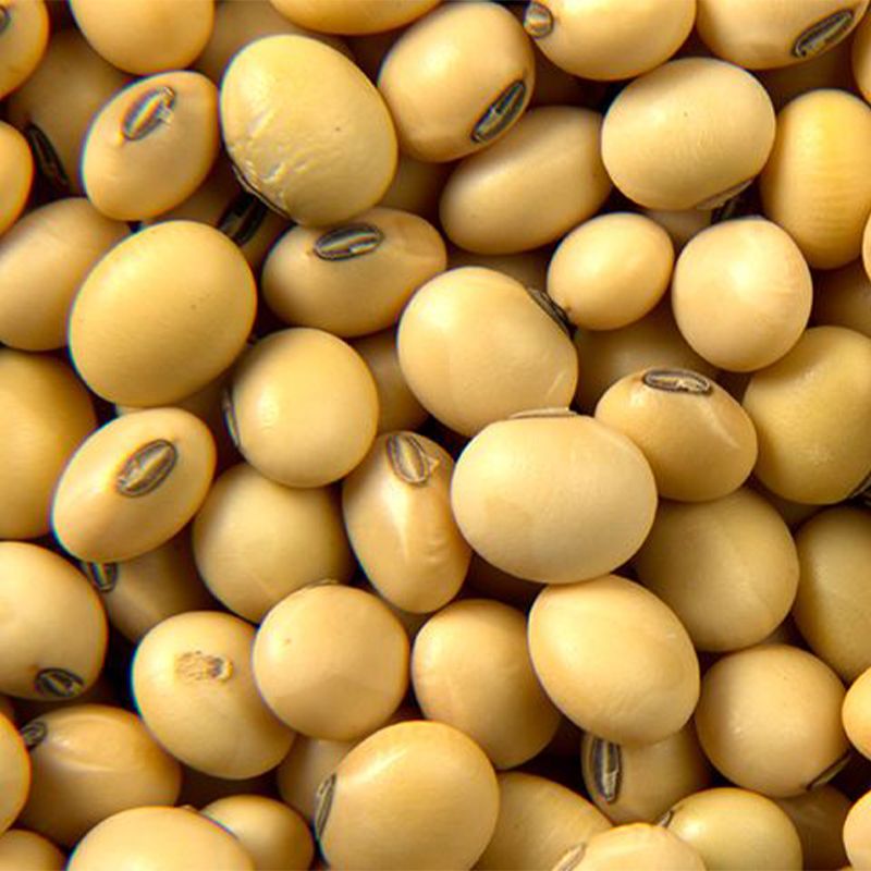 Yellow Beans: Crisp, Nutrient-Rich, Versatile Culinary Brilliance - Shop N Save