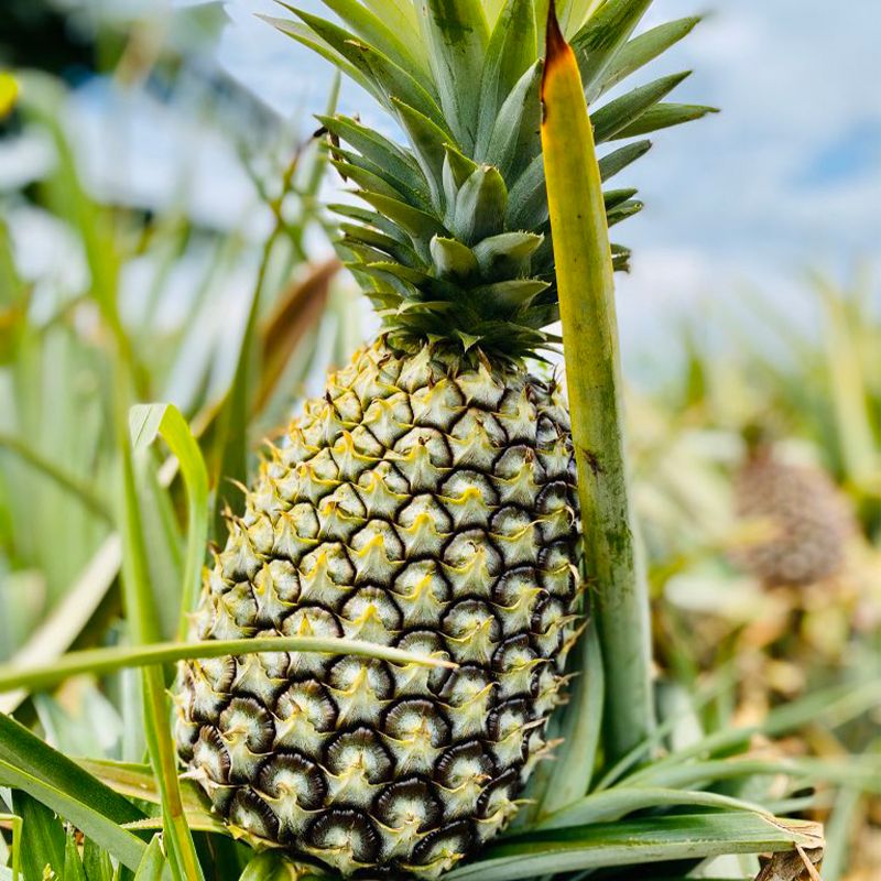 Juicy Pineapple: Sweet, Tropical Bliss Packed with Freshness &amp; Nutrients - Shop N Save