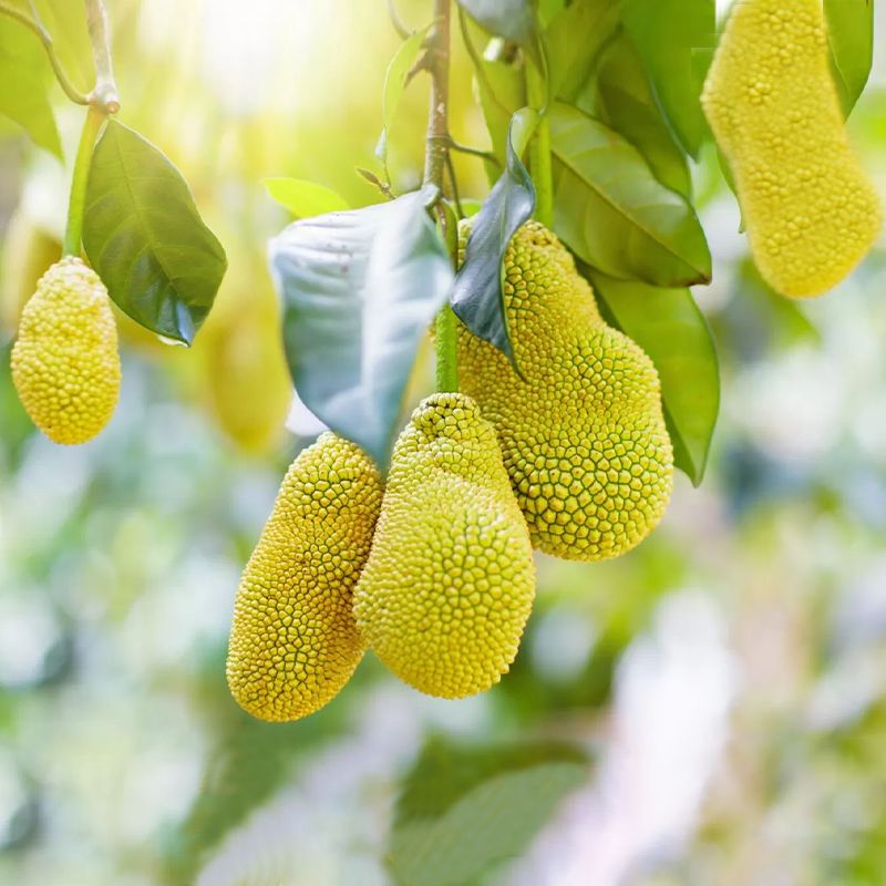 Jackfruit: Versatile, Nutrient-Rich, Vegan Meat Substitute Delight - Shop N Save